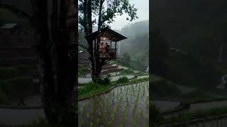 Rainy Mountain View from Tree Hut | Couple in Paddy Fields During Monsoon #rain #shorts #viral