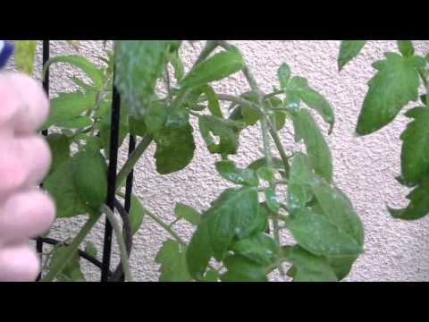 How To Kill Tomato Worms Naturally