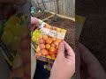 Planting tomatoes 🍅 #tomatoes #plantingtomatoes #planting #gardening