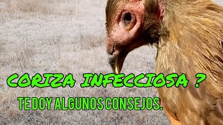 consejos para la coriza infecciosa❌🐓🐥