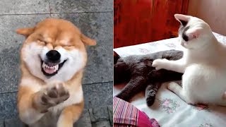 Funny Cat & Dog Tik Tok Compilation 2019 #1 | Pet Lover