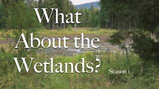 What About the Wetlands? Trailer