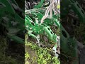 Strip Till su cover crops