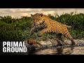 The Jaguar That Went 7 Days Without Food &mdash; Then Everything Changed | Primal Ground