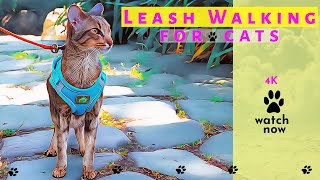 Daisy's Diary: #27 How to Walk Your Cat on a Leash, Harness & Leash Train/Walk Cat, Compilation, 4K