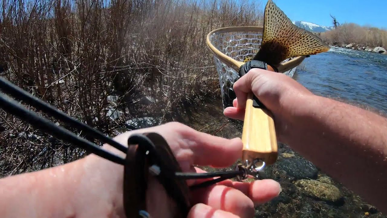 Battle Scars On This Girthy Wild Rainbow Trout YouTube