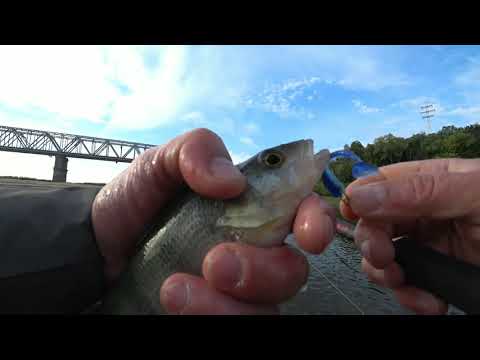 THE BEST LURE FOR PERCH! Will help out even in bad fishing
