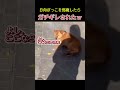 日向ぼっこを邪魔されたワンちゃんの反応