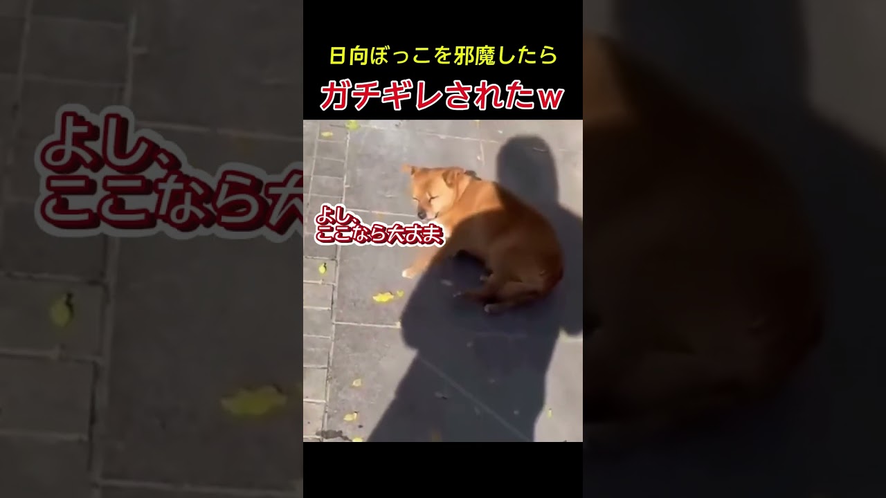 日向ぼっこを邪魔されたワンちゃんの反応