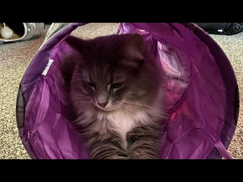 Cat Vlog: Cats play with Halloween toys, Autumn sweet potato carrot soup #catvideos