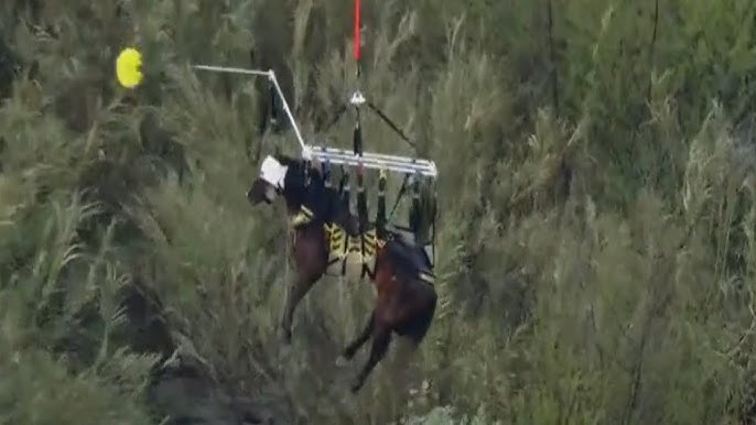 Horse Hoisted Into Air Rescued From River