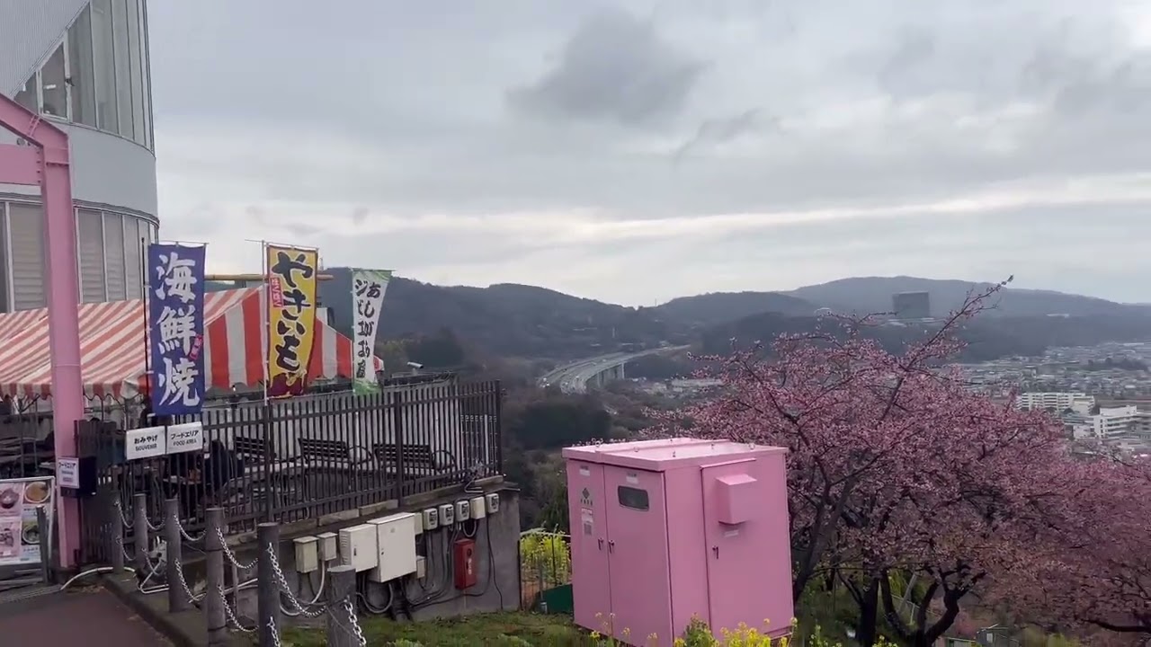 近場の旅‥河津桜🌸鑑賞