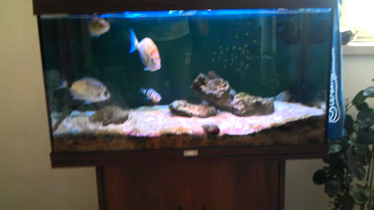 Acquario Marino Mediterraneo (Med) - YouTube