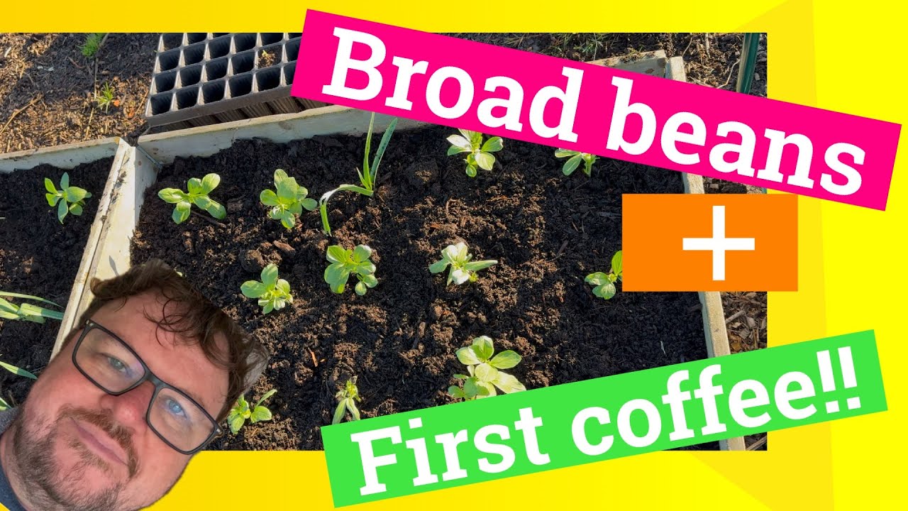 Planting out broad beans for an earlier crop