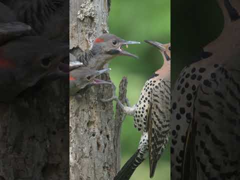 Feeding Young - Northern Flicker (Colaptes auratus)