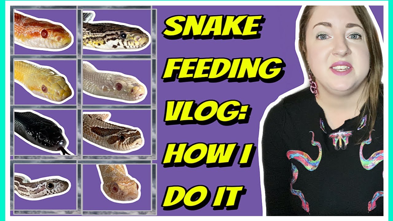 Visual Reference: Snake Feeding Vlog When I Feed Them How I Store