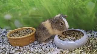 Baby Guinea Pig chomping away on kibbles!!!!!!! by Rayne Rabbit Adventures 115 views 3 months ago 33 seconds