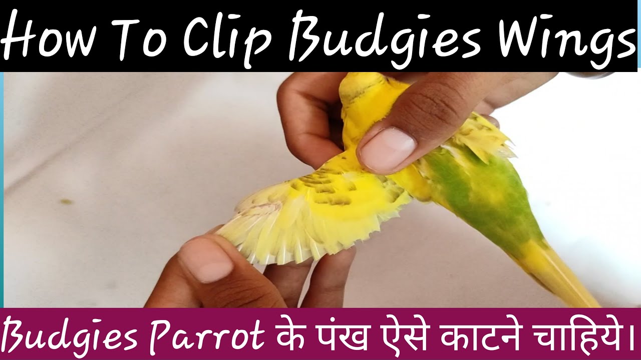 How To Clip Budgie Wings Budgie Parrot Ke Pankh Kaise Kate Fish And