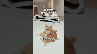 말 많은 18세가 가장 좋아하는 단어 #neko #고양이 #cat