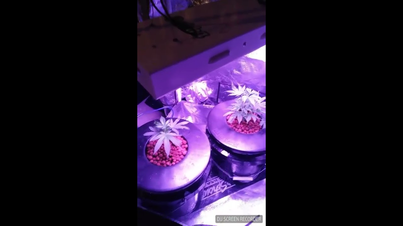 "DenverLosGrow Back at it"