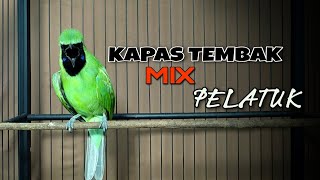 🔴 HOT || CUCAK IJO JAMTROK FULL TEMBAKAN KATEM DAN PELATUK