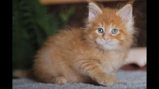 МЕЙН КУН КОТЕНОК 😻 КОТЯТА ИГРАЮТ CATS MAIN COON by Like Cats Maine coon & Scottish fold 1,023 views 4 years ago 1 minute, 3 seconds