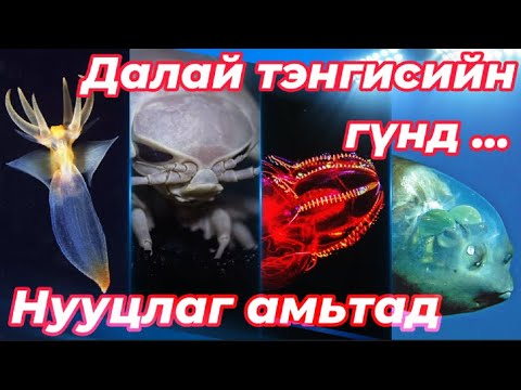 Видео: Далайн аалз - гүний нууцлаг оршин суугч