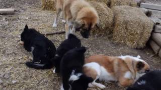 Chew time and play time by MackHillFarm 205 views 7 years ago 6 minutes, 53 seconds