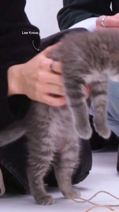 Han named all the kittens💖 #skz #straykids #hanjisung #leeknow #felix #bangchan #jeongin
