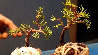 Protecting the roots of yew trees to create a pattern - YouTube