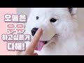 쇼핑, 먹방, 산책 하고싶은거 다 하는 사모예드의 브이로그 l Wooyoo's 2nd birthday vlog (feat. Samoyed)