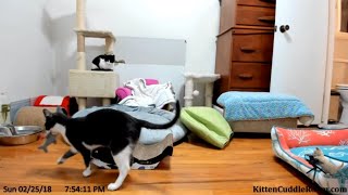 Coral takes the shark swimming by Kitten Cuddle Room 377 views 6 years ago 43 seconds