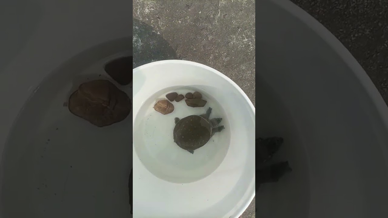 Ma  apna turtle ko sunlight mein rakhta hun kyunki yah bahut jaruri hai