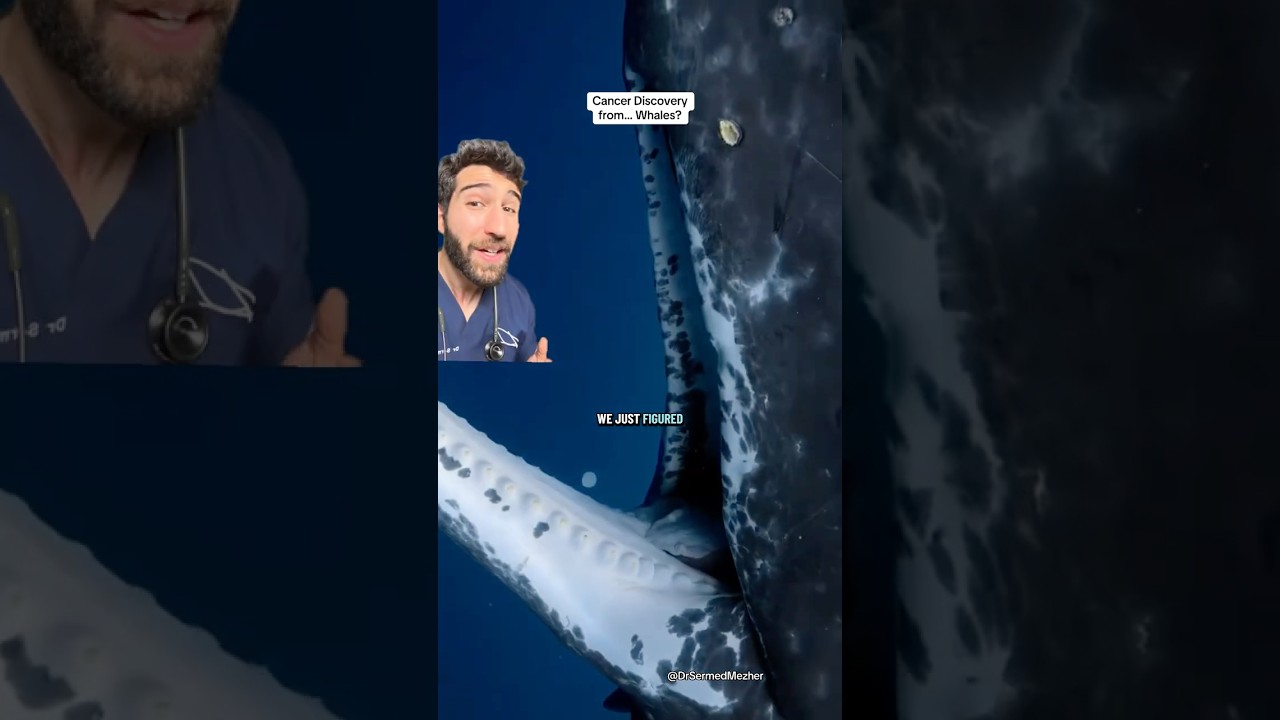 Why Don’t Large Animals Get More Cancer?