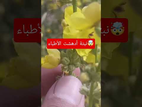 كنا ندوسها بأقدامنا ولم نعلم أن فيها علاج ما عجز عنه الأطباء