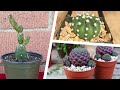 17 Tipos de Cactus Sin pinchos para tener en casa ! 🌵