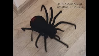 Паук Чёрная Вдова Spider Black Widow