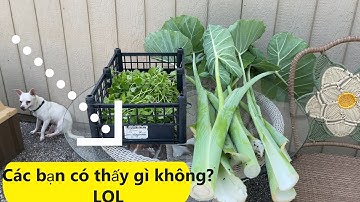 #372: Phân Biệt Cây Gấc Đực Và Cây Gấc Cái/ Hoa Đực Và Hoa Cái /Thu Hoạch Rau Má Và Bạc Hà Cao To