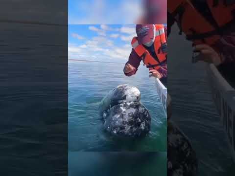 whale has built up years of trust with this boat captain…