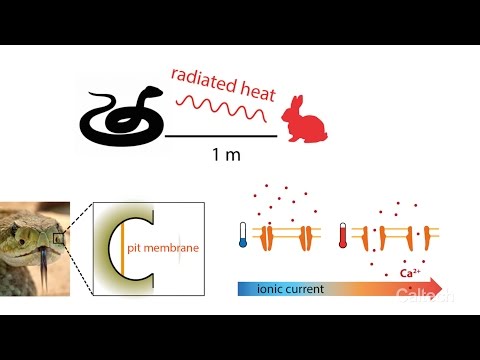 Engineers Create Artificial Skin That Feels Temperature Changes