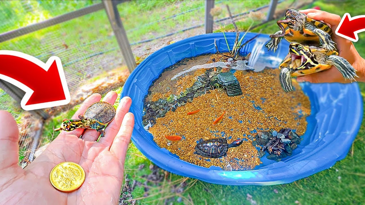 COLOQUEI a TARTARUGA BEBÊ de CASCO MOLE JUNTO com minhas TARTARUGAS e NÃO FOI UMA BOA IDEIA...