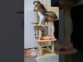 キャットタワーが壊れそうに遊ぶ猫がカワユス💖【ノルウェージャンフォレストキャット】