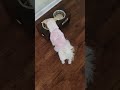 She Enjoying Her Lunch рџђ рџ Ќ Cutedog She Enjoying Her Lunch рџђ рџ Ќ Cutedog
