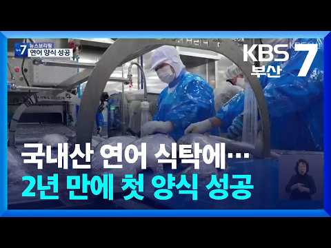 Domestic Salmon on the Table… First Successful Farming in 2 Years / KBS 09/30/2026