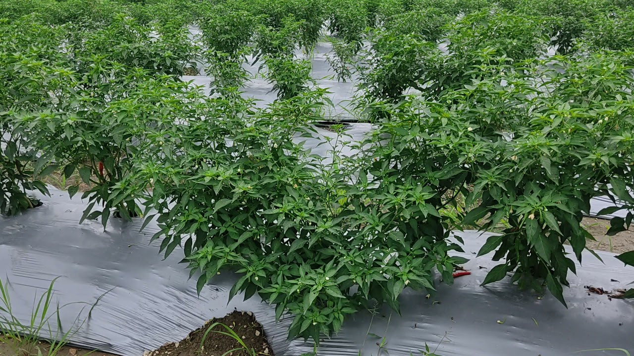 armour chilli plot in nagpur.2 month old. today's status.