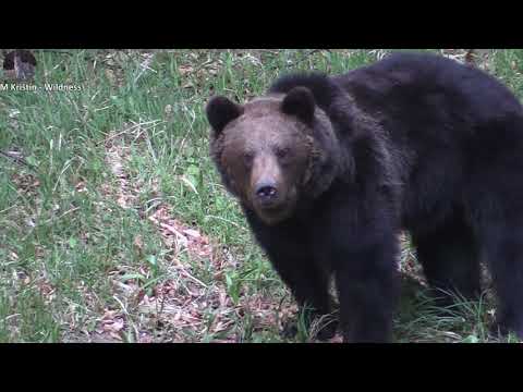 Čierny medveď a sova: letné osvieženie. /BLACK BEAR AND OWL: SUMMER REFRESHMENT.