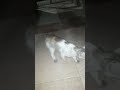 जखमी बिल्ली | मांजर |CAT | Animal