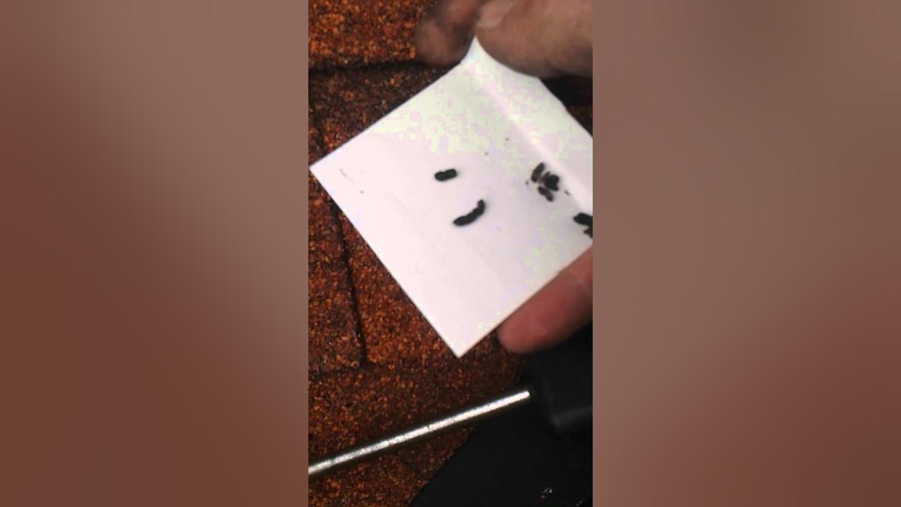 How to Identify Bat Droppings YouTube