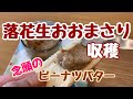 おおまさり収穫→最高に美味しいピーナツバター作り