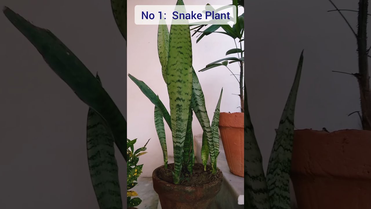 Top indoor plants for air purification | Best indoor plants | Indoor plants